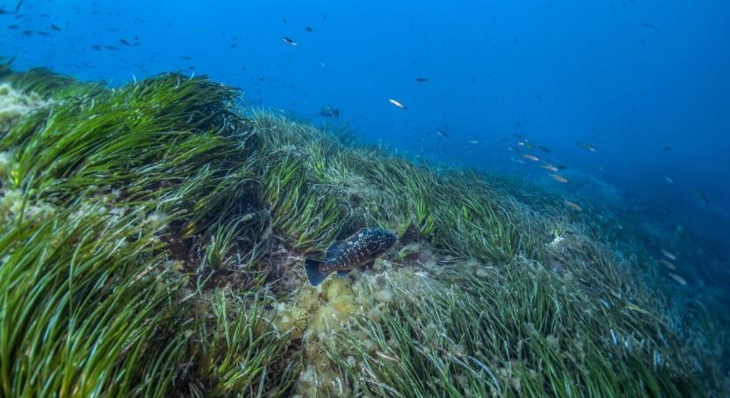 A turisták miatt takarították el a partokról a barna halmokat, most kiderült: ezzel gyorsíthatták fel a strandok eltűnését