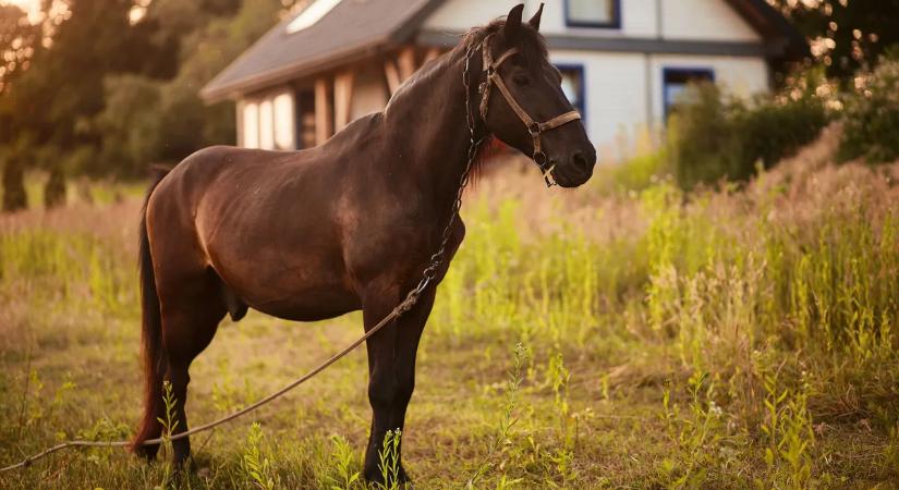 Kitálalt a hercegnő: „Tudom, mi történt valójában a híres Shergar csődörrel”