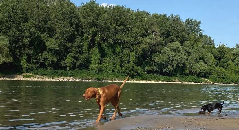 Kutya egy nyár elé nézünk – már a héten jön a forróság!