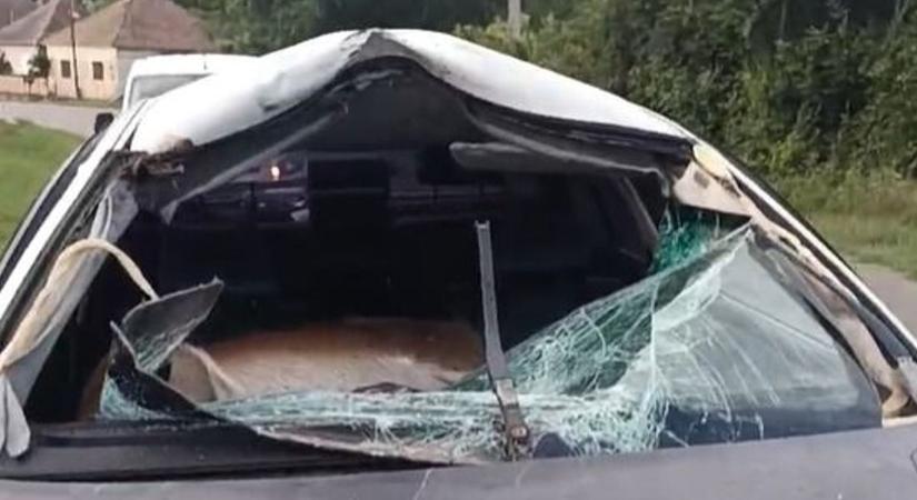 Hatalmas állatot találtak az összetört BMW-ben Sirokban  videó