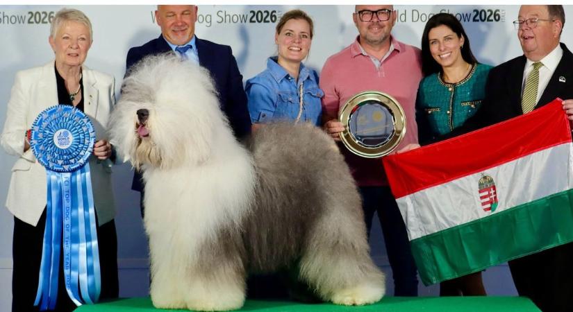 Magyar bobtail a világ legszebb kutyája