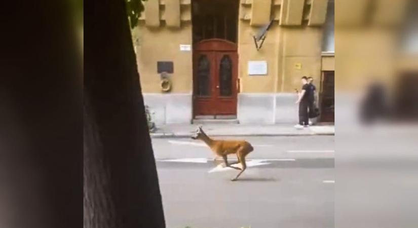 Egy őzbak rohangál körbe Újlipótvárosban, videó is készült róla