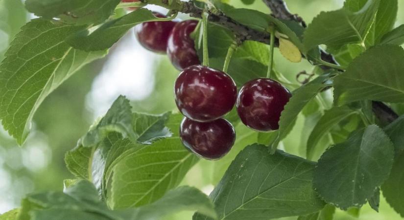 Megkongatták a vészharangot a meggyágazatban – kritikus a helyzet
