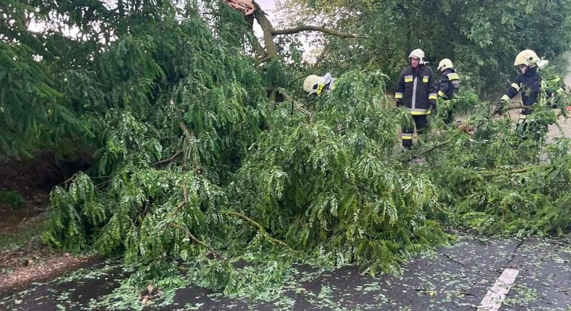 Kidőlt fákat és lehasadt ágakat hagyott maga után a tomboló vihar Bács-Kiskunban