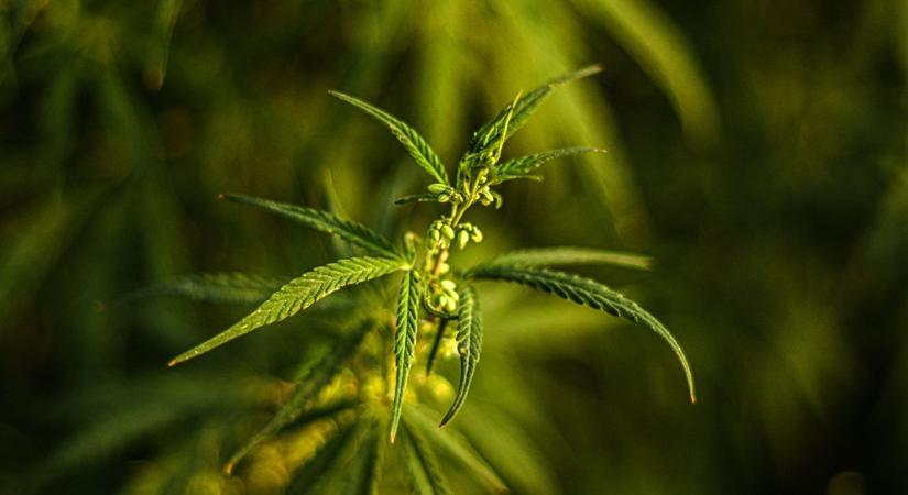 Milyen kép alakult ki az emberekben a kannabiszról?