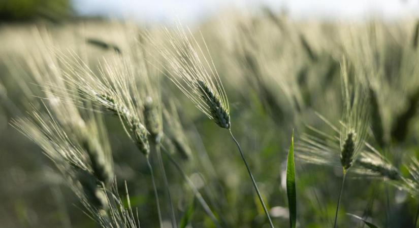 Karbonhitelesítés az agráriumban: Új uniós szabályok 2026-tól