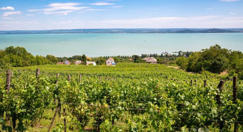 A Balaton környékén súlyos betegség terjed a növényeken: interaktív térképen lehet nyomon követni