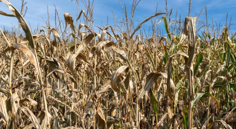 Csendes a piac, de jön a szuper El Niño, és mindent borítani fog