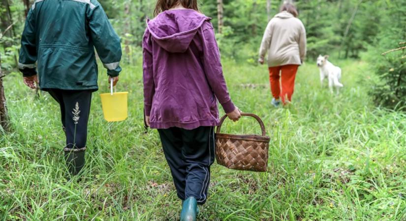 Ingyen nőnek körülöttünk, mégis kevesen szedik őket: ezek a gyógynövények több panasz esetén is segíthetnek