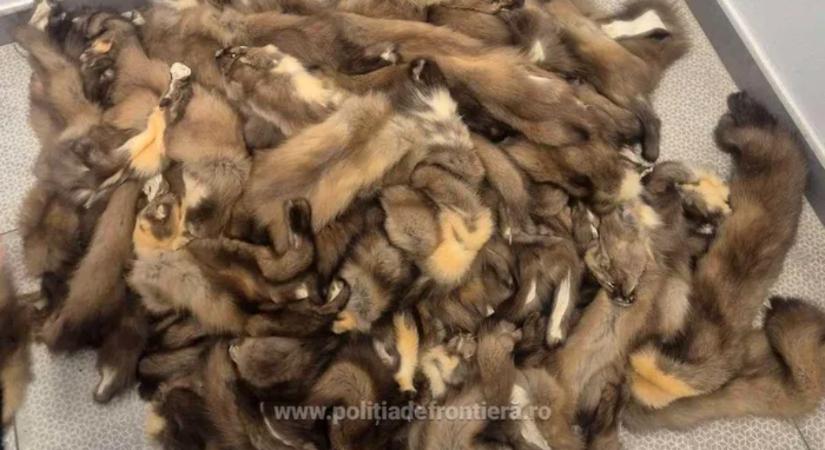Száz nyestbőrrel a batyujában akart beutazni Romániába egy ukrán állampolgár – hírmix