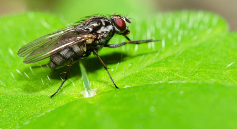 Vegyszerek nélkül is megszabadulhatsz a legyektől: ez az 5 növény elriasztja a betolakodó rovarokat
