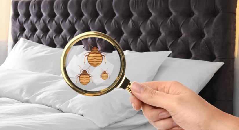 Vigyázz! Az ágyi poloska bármelyik szállodában ott lehet!