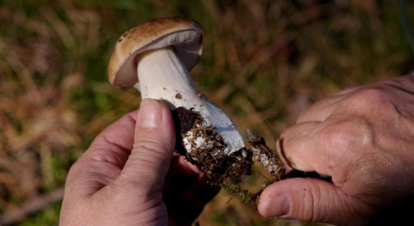 Az esők után életre keltek az erdők: érkeznek a nyár első gombái