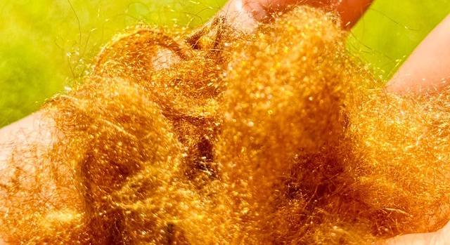 Megfejtették az ókori tengeri selyem arany színének titkát