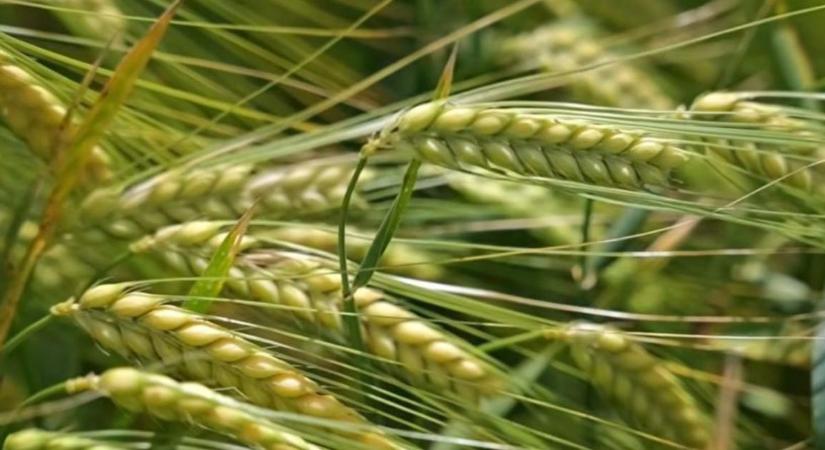 Megoldások a korai takarmányárpától a későn vethető tavaszi genetikákig