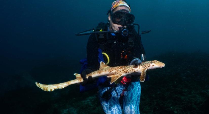 Puszta kézzel kapott el egy ismeretlen cápát a kutató