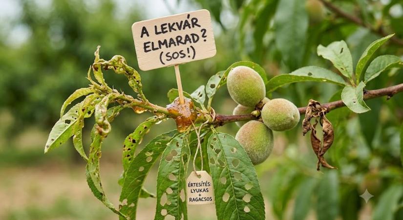 A barackfa júniusban nem beszél, csak lyukas levelekkel és ragacsos hajtásokkal üzen