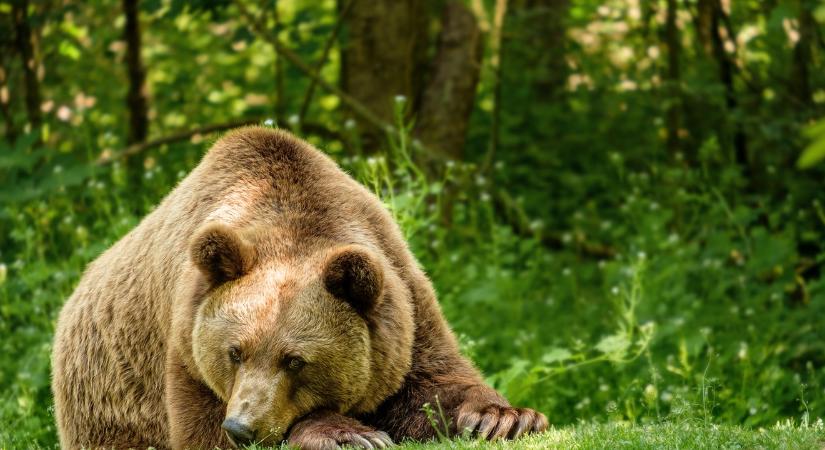 Rendkívüli! Újabb medvetámadás történt: kitört a pánik, több a sérült
