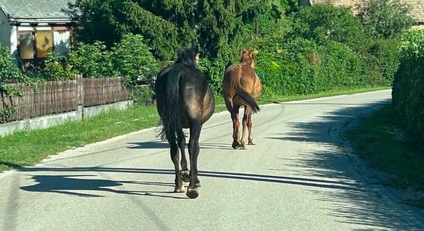 Két ló keresi a gazdáját a Bakonyban, utcákon kóborolnak, óvatosan kell közlekedni! (fotók)