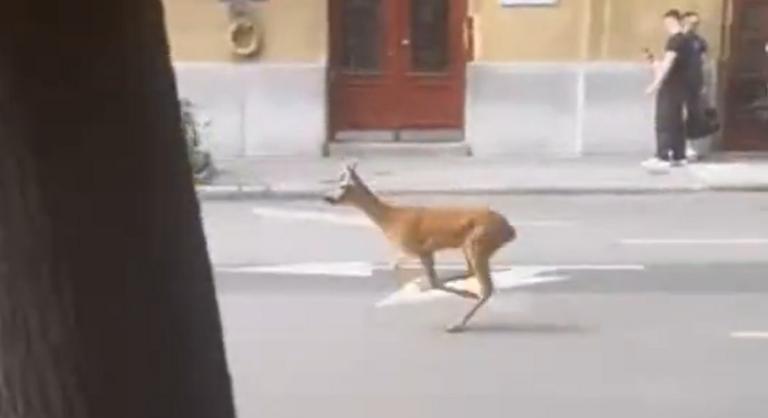 Őzet láttak Újlipótvárosban, a Szent István parkban fogták be