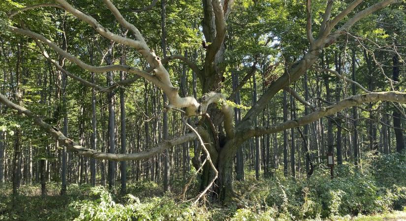 Három megkoronázott fejedelmet mutatunk a bakonyi erdők ikonikus fái közül (képek)