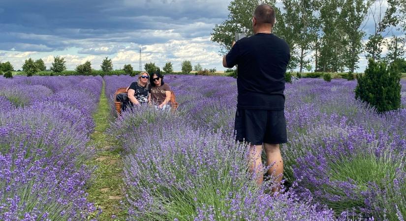 A nyugalom illata – Csávolyon is virágzik a levendula  fotók, videó