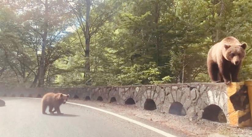 Kilőttek egy medvét a Transzfogarasi úton, miután rátámadt egy svájci turistára