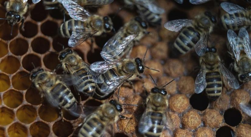 Nem könnyű a hevesi méhészek helyzete – lesz elég helyi méz majd a teánkba?