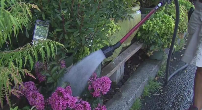 Ezért teszed tönkre a virágaidat, ha friss csapvízzel locsolod őket júniusban