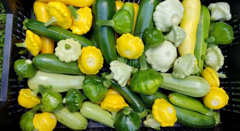 A zalai gazda szerint nincs varázslat: kiválóan terem évek óta a cukkini