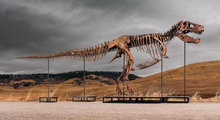 A legdrágább dinoszaurusz csontváz lehet a legépebben megmaradt és legnagyobb T-Rexé