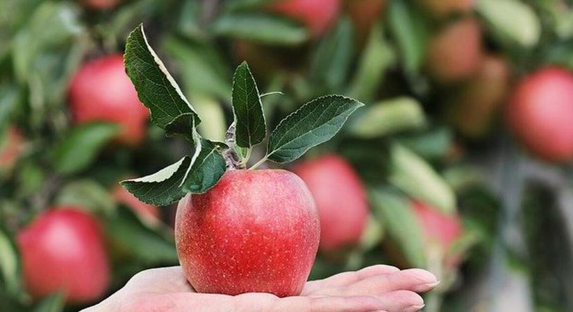 Országszerte óriási károkat okozott a vasárnapi vihar az agráriumban