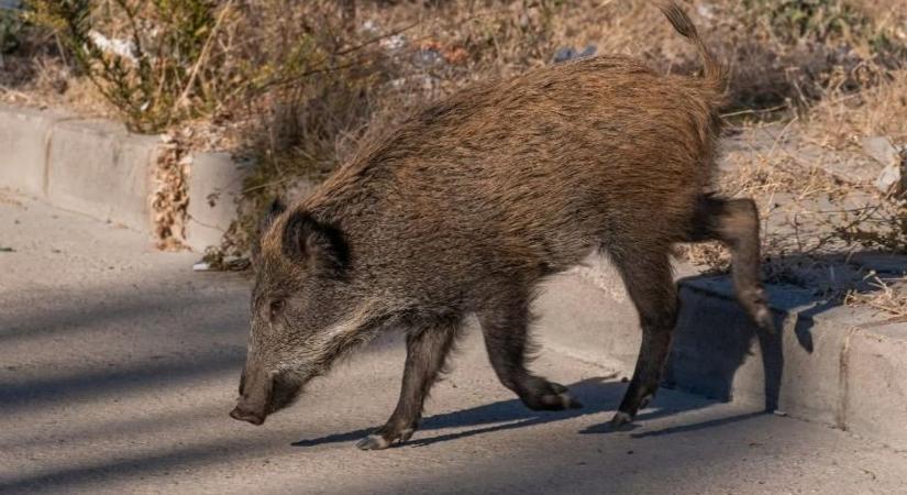 Átlépte az M1-et a sertéspestis: Tatabánya mellett találták meg a vírust