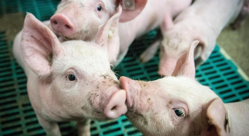 Nagy ugrás látszik a magyarországi sertéskivitelben