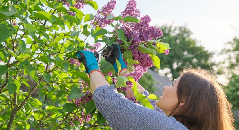 Ezeket a növényeket júniusban kell metszeni, ha szebb és bőségesebb virágzást szeretnénk