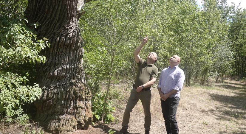 A vihar után újjáéledt a téglási erdő