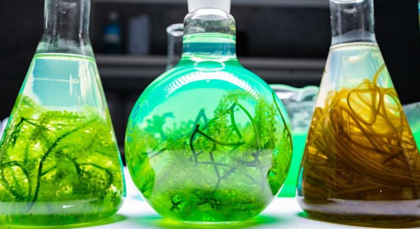 Nagy reményeket fűznek a bioalgákhoz a spanyol citrustermesztők