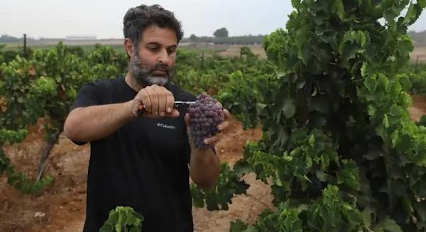 A Negev régió nemzetközileg elismert borvidék lett