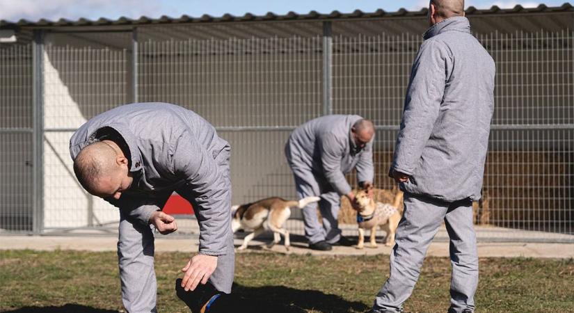 Hűvösre tették a kutyákat a tiszalöki börtönben