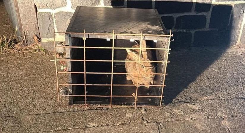 Kalandos utat járt be az ellopott terápiás nyúl