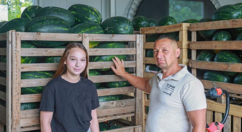 Beérett a hazai görögdinnye, az import viszont nyomná le az árakat (galéria)