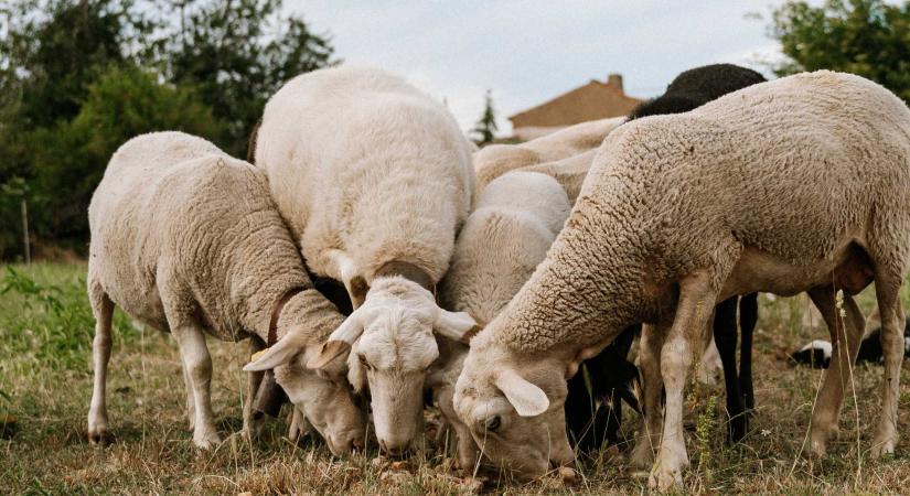 Betehet az hazai juhexportnak a kiskérődzők pestise és a juhhimlő