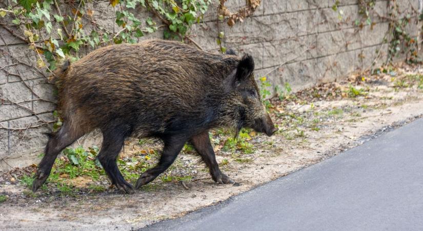 Tovább terjed a rettegett vírus: megjelent a sertéspestis az M1-es autópálya közelében