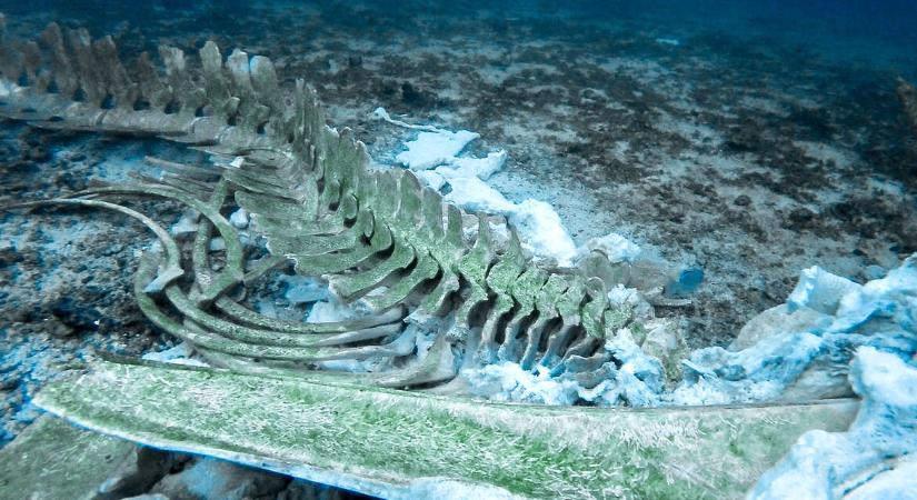 Gigantikus bálnatemetőt fedeztek fel az óceán mélyén Ausztrália közelében