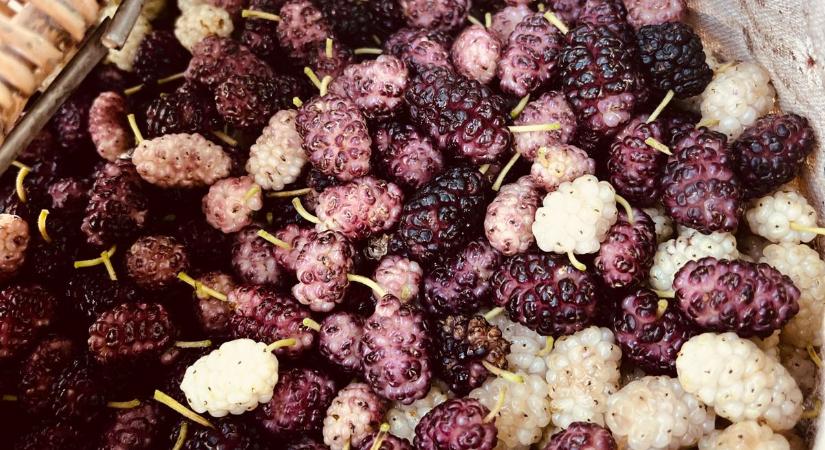 Az eper, ami fán terem, de Zalában csak szedernek nevezik – te ismered ezt a gyümölcsöt?