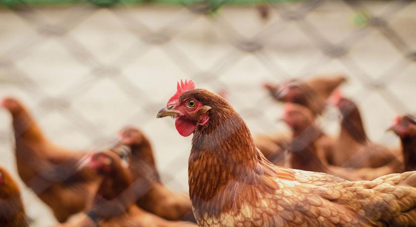 Indonézia baromfipiacát túlkínálati válság sújtja