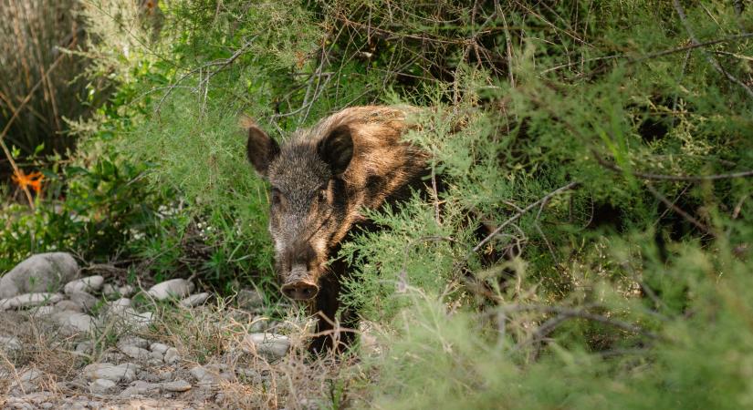Megjelent az M1 autópálya déli oldalán az afrikai sertéspestis