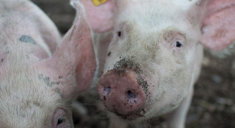 Jelentősen bővült az élő sertés exportja