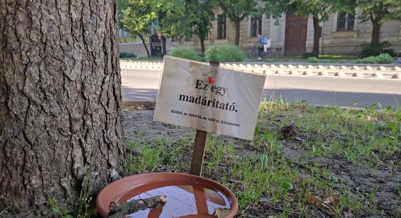 Vásárhelyen a szomjas a galambokra is gondoltak