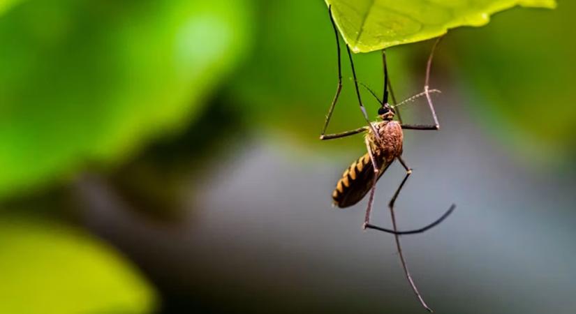 A szúnyog nem felejt: megtanulhatja, hol várja vacsora, még ha riasztót is érez